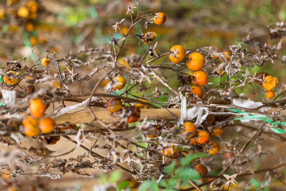 agricultural - defects